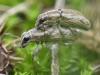 Sitona sp.